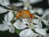 Macro Shot of a Fruit Fly on a White Flower