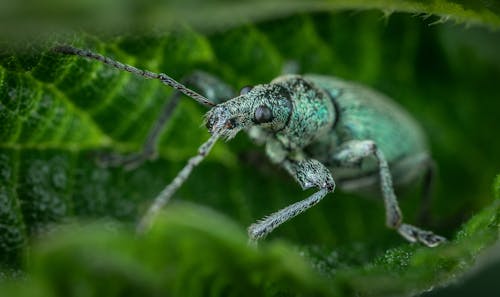 Macro Shot of a Weevil on a Green Leaf