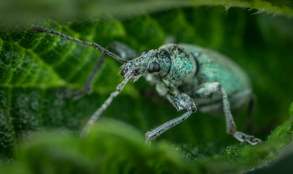 Close-up view of a green weevil insect resting on a leaf, showcasing its detailed texture and vibrant colors.