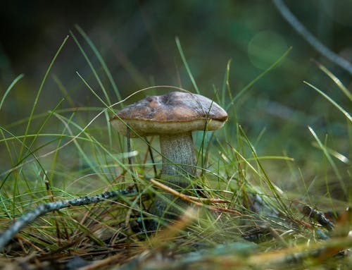 Close Up of Wild Mushroom 