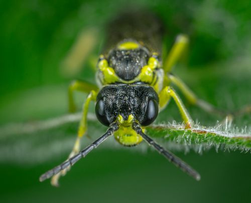 Free A vivid macro shot of a Tenthredo insect resting on a leaf with sharp focus on its intricate details. Stock Photo