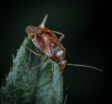 Detailed macro photography of a bug on a leaf with rich texture and shallow focus.