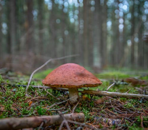 Free Close-Up Shot of a Forest Mushroom in the Forest Stock Photo