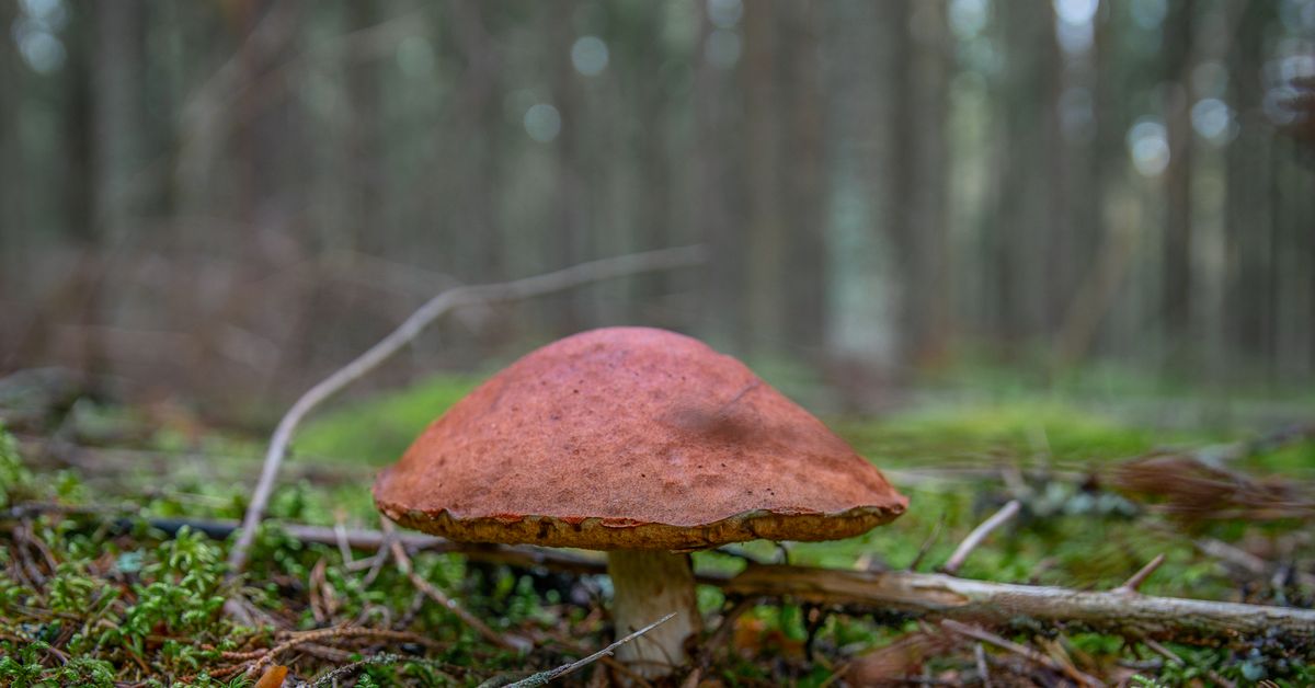 A mushroom fruiting body on wood