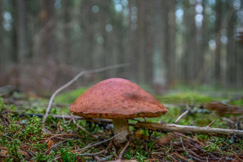 Close-up of a wild mushroom on a forest floor — psilocybin acts through the serotonin system, whereas ibogaine acts on six distinct receptor systems simultaneously