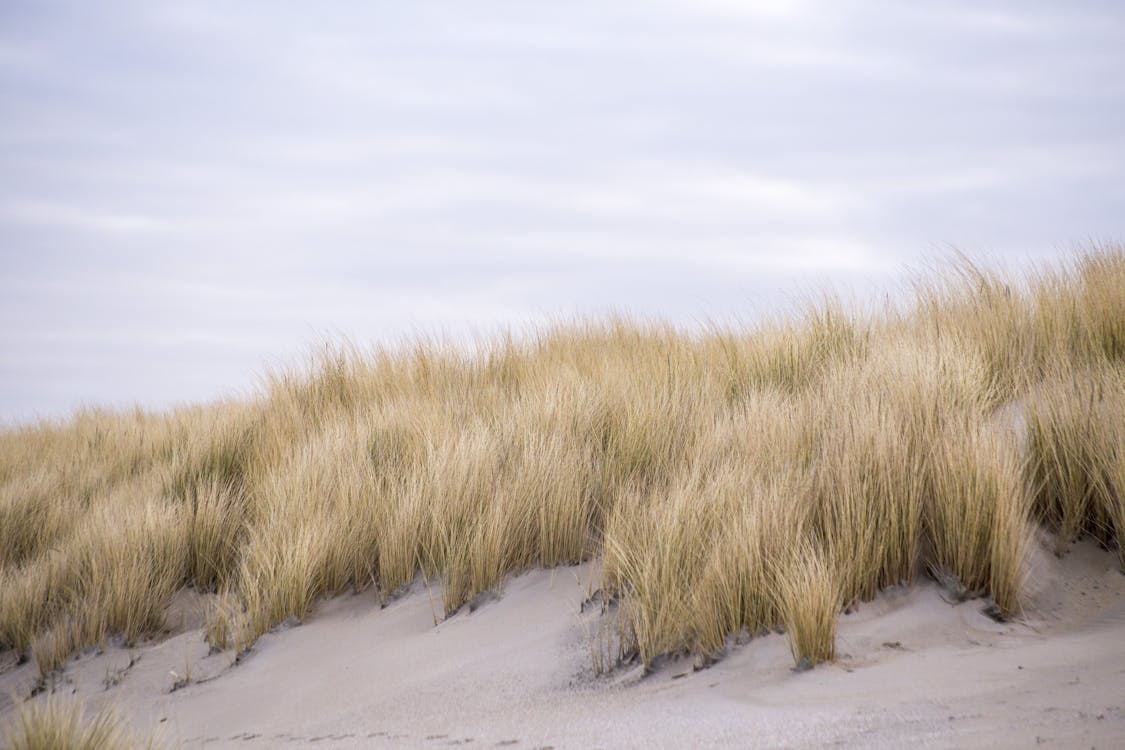 Δωρεάν στοκ φωτογραφιών με αμμοθίνες, αμμόλοφος, άμμος Φωτογραφία από στοκ φωτογραφιών