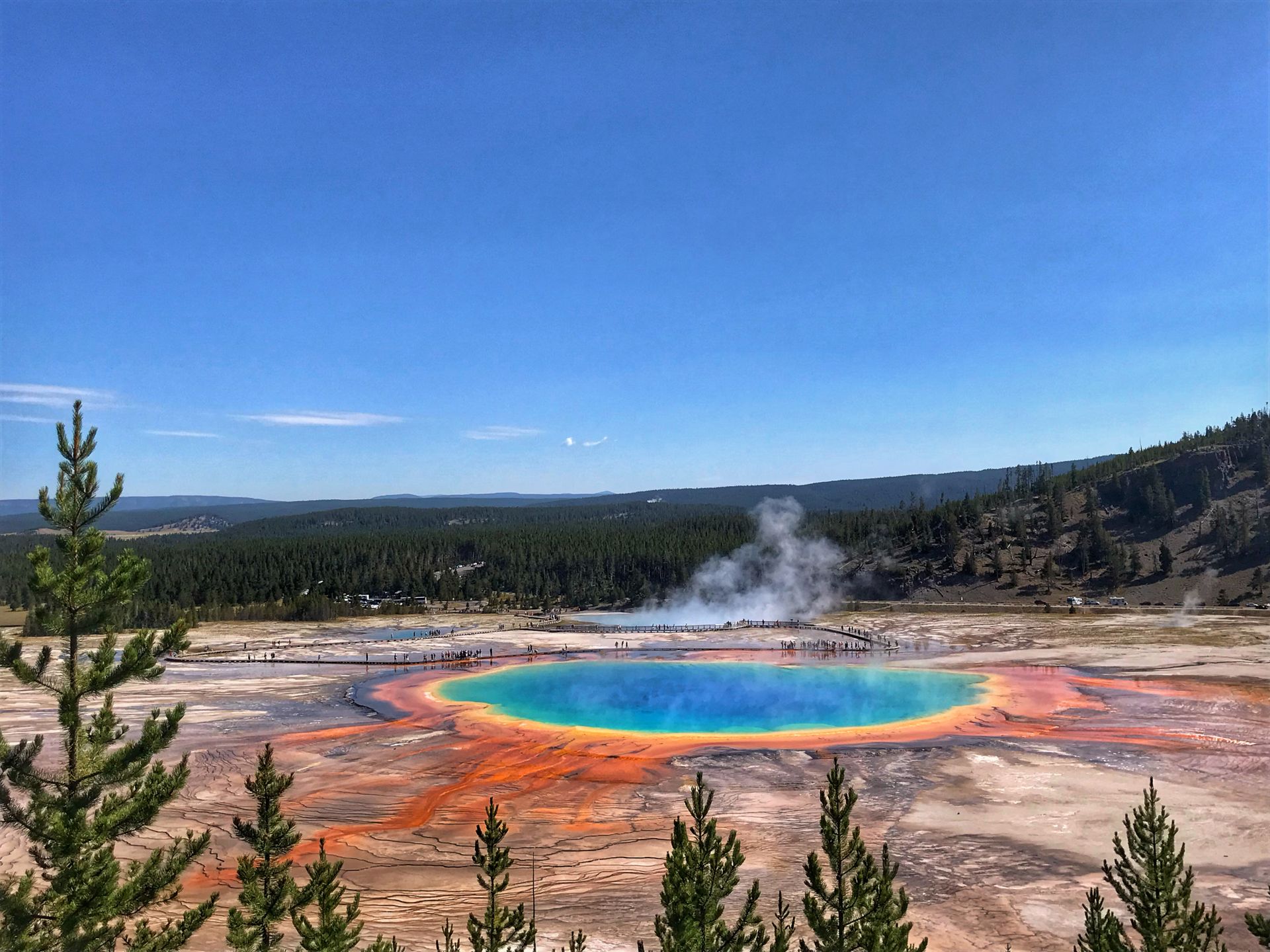 Breathtaking view of vibrant blue geothermal outdoor pool in Yellowstone National Park surrounded by empty grassless field and coniferous forest