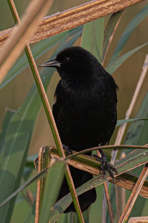 Black Corvus brachyrhynchos caurinus with shining plumage looking away while resting on fragile thin stem in daylight