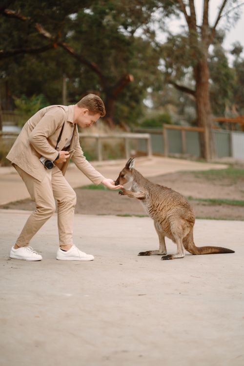Free Side view full body anonymous male in beige jacket and pants bending and hand feeding cute kangaroo in nature near blurred trees Stock Photo