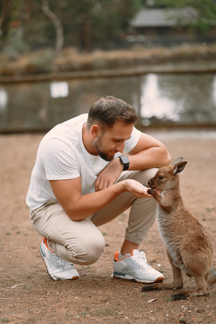 Happy Man Feeding Kangaroo In Savanna