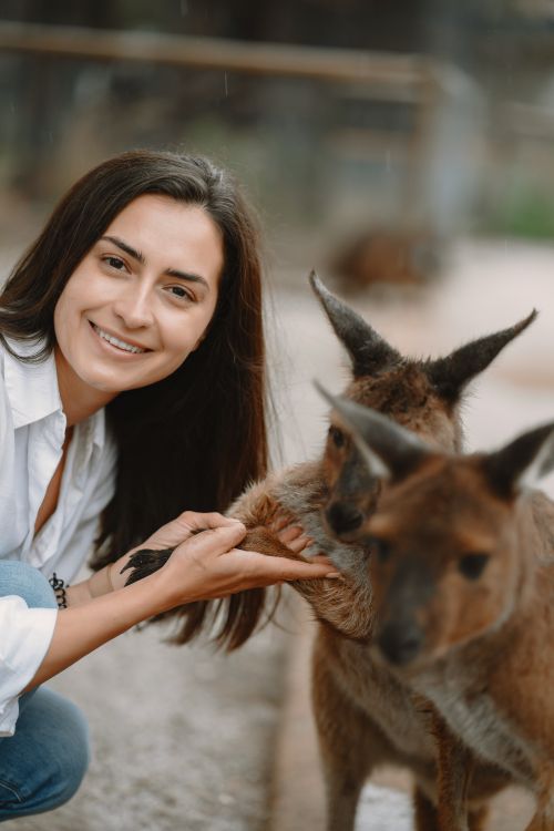 Free Cheerful female in casual clothes playing with adorable friendly kangaroos and touching paws while smiling and looking at camera happily in nature Stock Photo