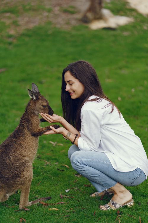 Free Side view full length cheerful young female in jeans and white shirt feeding and playing with kangaroo on green lawn Stock Photo