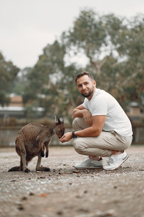 Free Side view full body of friendly male in casual wear hunkering down and feeding baby kangaroo in green savanna park Stock Photo