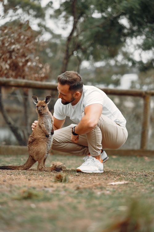 Free Full body of stylish bearded male in casual wear hunkering down and stroking adorable cute kangaroo while spending time in savanna zoo Stock Photo