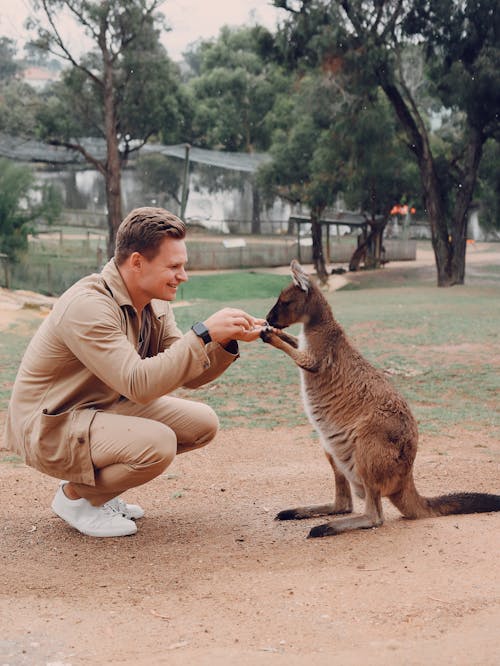 Free Side view full body of positive stylish young male in casual outfit hunkering down and feeding cute kangaroo in savanna park Stock Photo