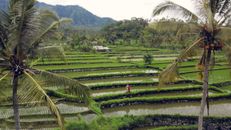 From above full body unrecognizable couple standing in picturesque big tropical plantation field with palms near green hills in daytime