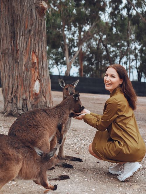 Free Side view full body of excited trendy lady in brown dress sitting and hand feeding kangaroos near tree in savanna sanctuary Stock Photo