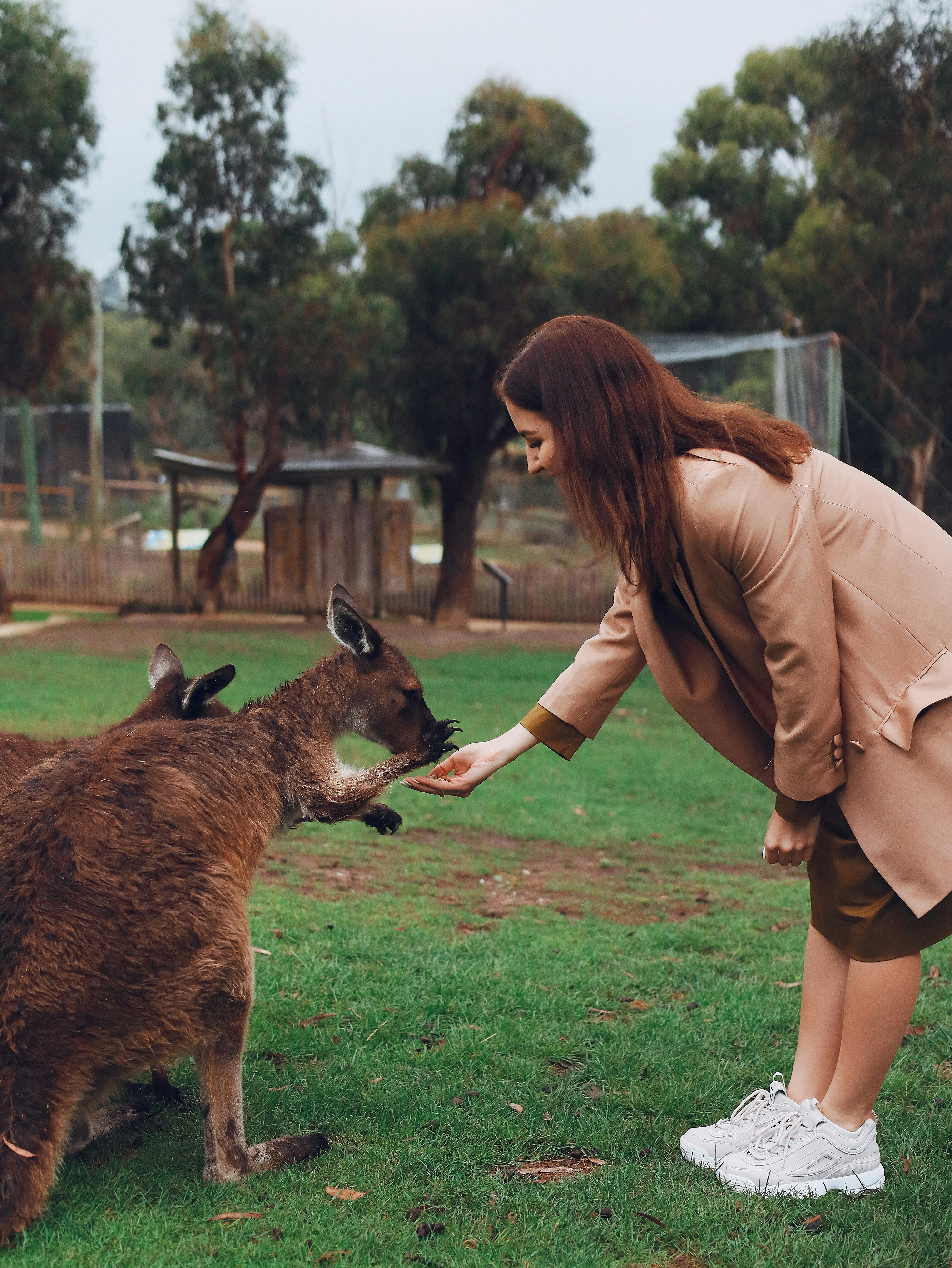 Woman bending and feeding funny kangaroo · Free Stock Photo