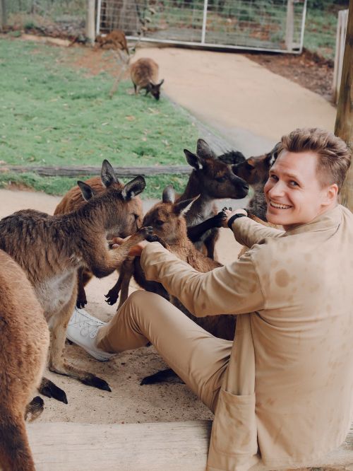 Free Back view of trendy excited male in beige outfit hand feeding and playing with kangaroos while sitting on log in zoo Stock Photo