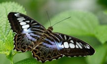 一只帕台农斯西尔维娅蝴蝶在充满活力的绿叶上休息，被惊人地拍摄成宏观画面