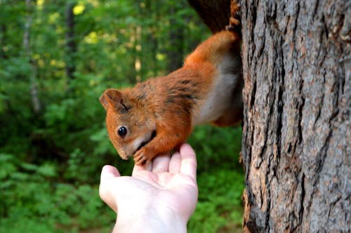 무료 사람의 손을 물고 다람쥐 스톡 사진