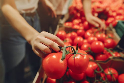Side view of unrecognizable woman selecting red tomatoes on branch while visiting supermarket during purchasing food in weekend