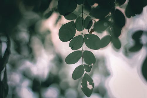 Free Tiny oval green leaves on thin stem of tree in forest in daylight on blurred background Stock Photo
