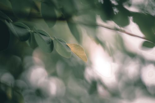 Free Closeup of old yellow small oval leaf on thin branch of tree in forest in daylight Stock Photo