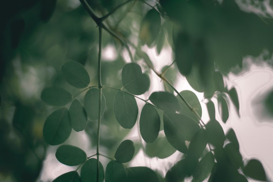Planta de raiz forte com folhas verdes largas — Armoracia rusticana no campo