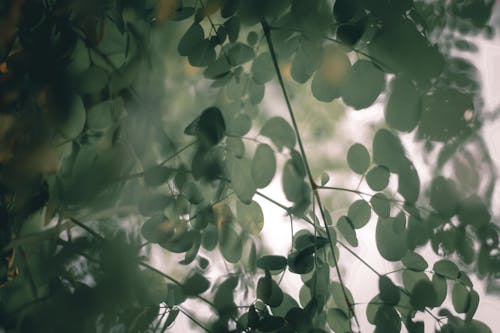 Kostnadsfri bild av bensolivträd, blad, buske