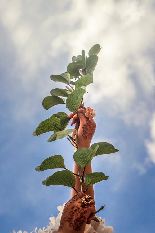 Person Holding Green Leaves Under Blue Sky