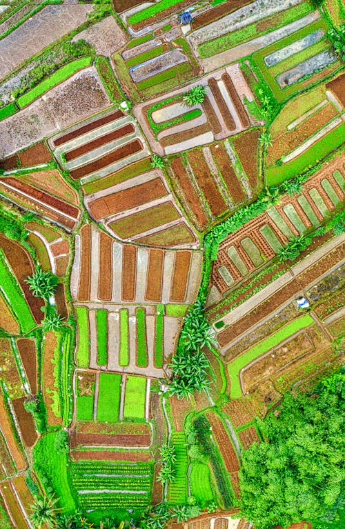 农业用地, 垂直拍摄, 無人空拍機 的 免费素材图片
