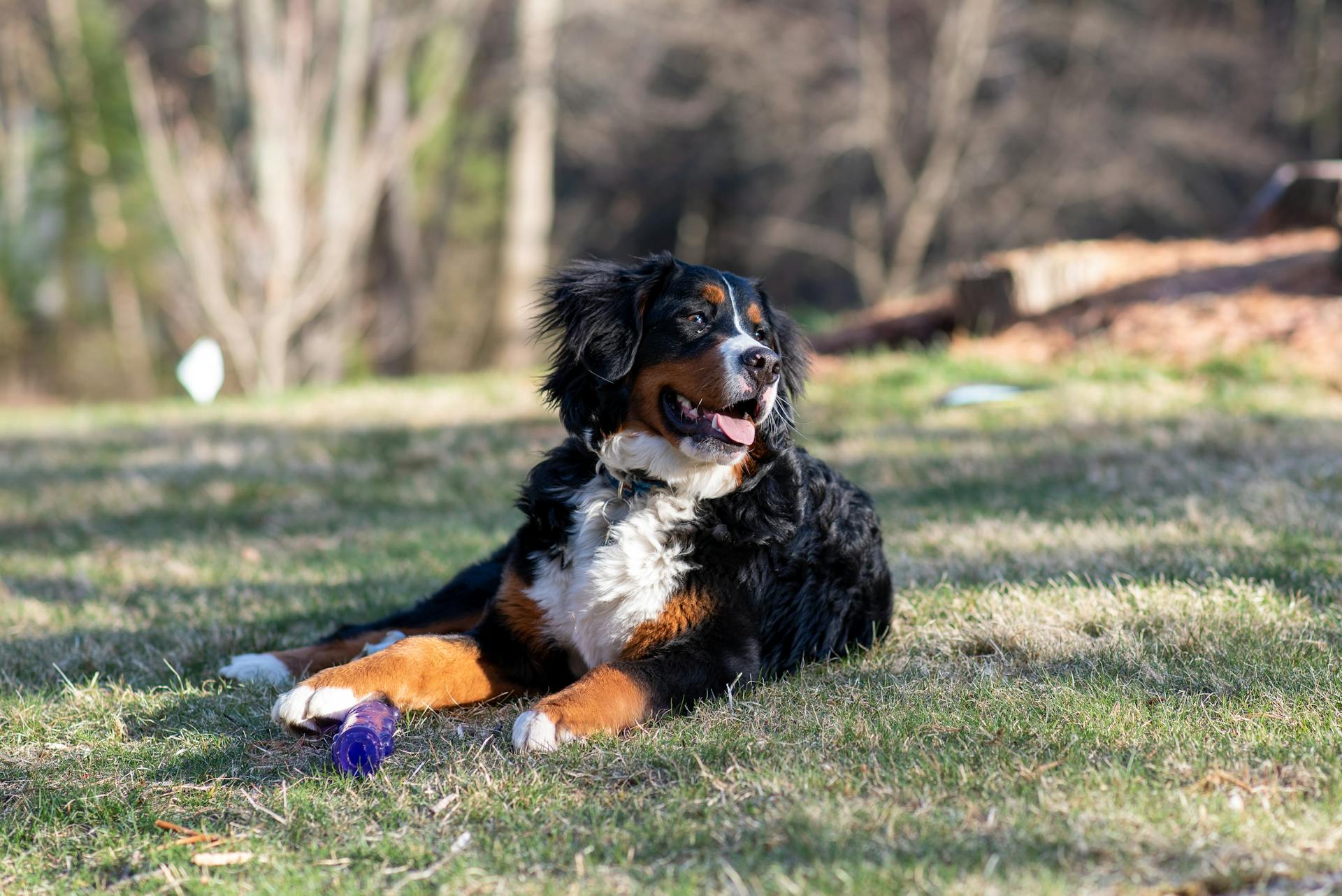 Un bernois dans l'herbe