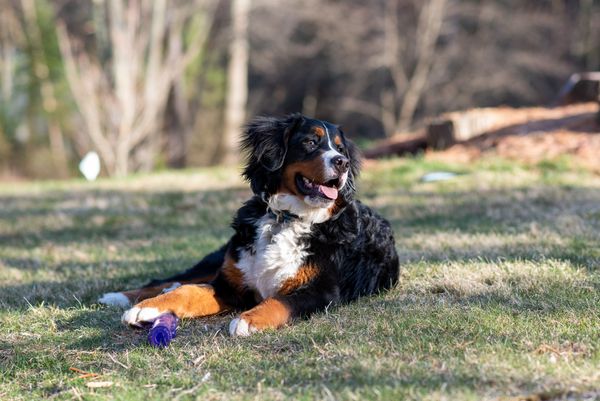 Bernese Mountain Dog Outdoors jigsaw puzzle