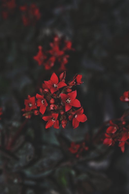 Small red flowers in garden