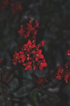 特写镜头中鲜艳的红花与深绿色模糊的背景形成对比