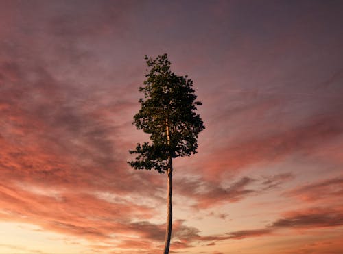 Low angle of lonely tall tree with thin trunk and lush green foliage during sundown