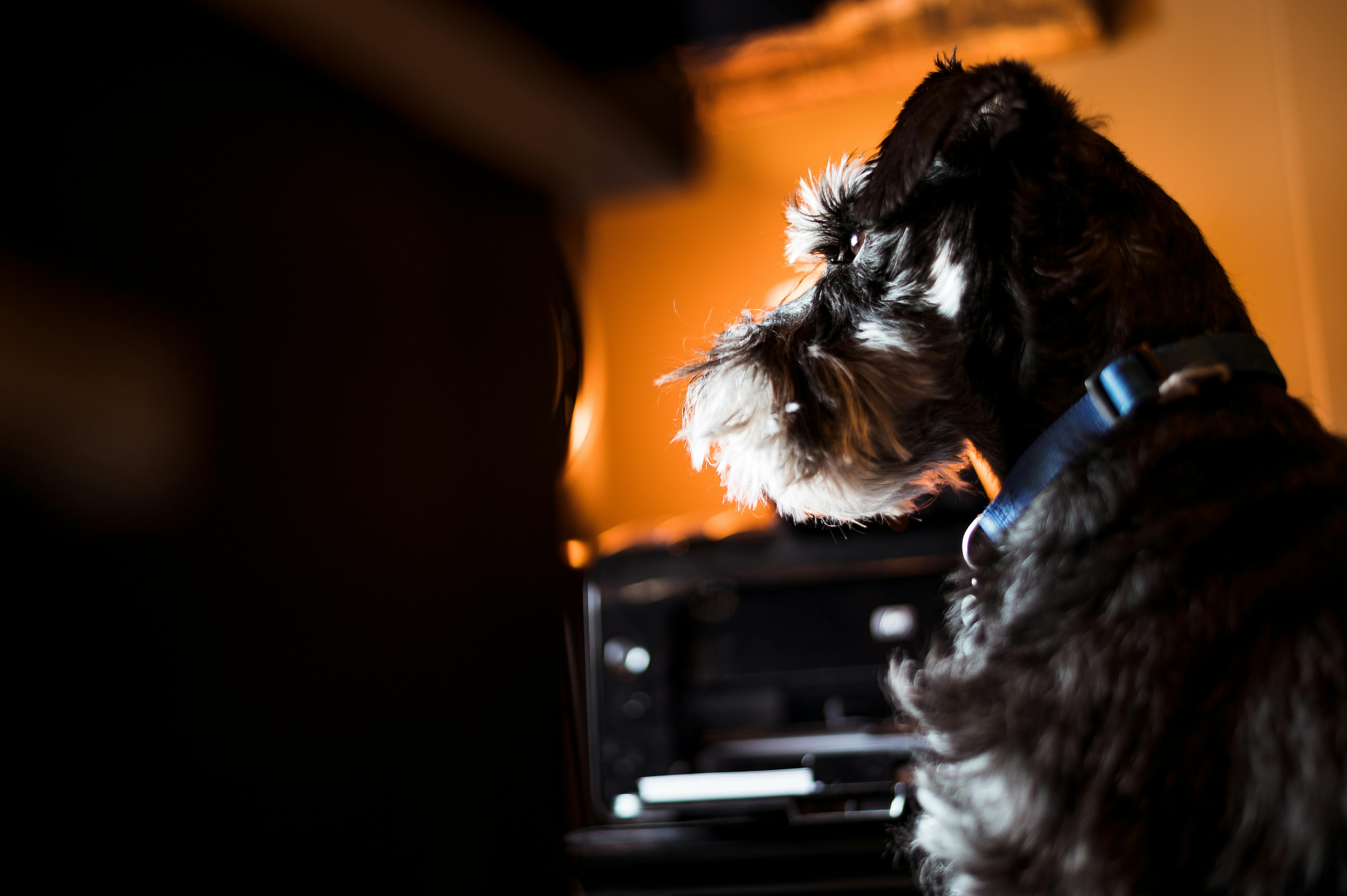 Side view of Schnauzer domestic puppy with collar sitting at home in evening