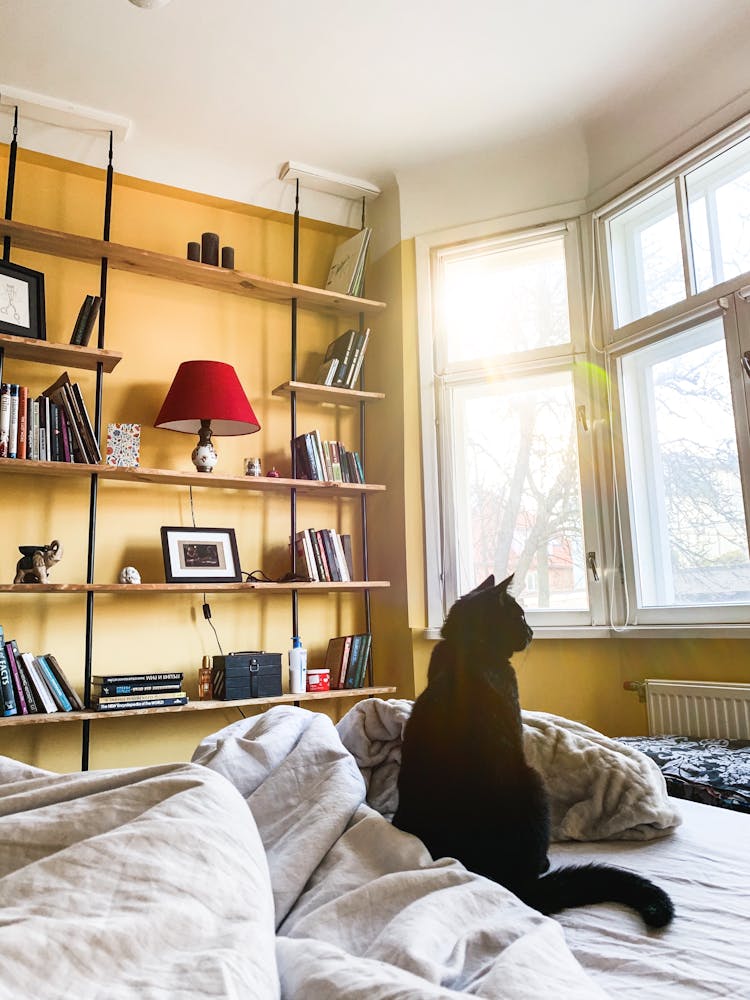 Fluffy Cat Sitting On Bed In Morning