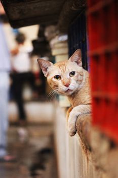 一只好奇的虎斑猫在孟买繁忙的小巷里窥视，捕捉到了一个坦率的时刻