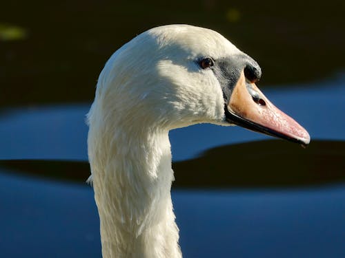 Free Close Up Photo of A White Goose Stock Photo
