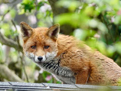 Free A Staring Red Fox Stock Photo