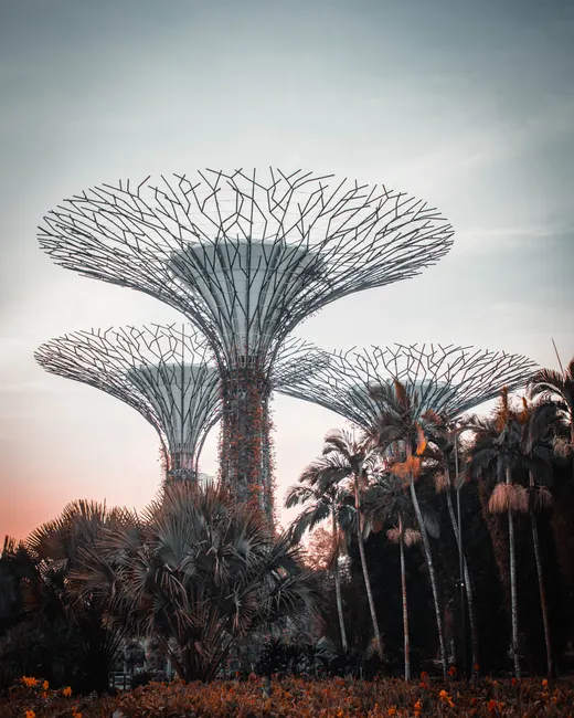 Supertree Grove di Gardens by the Bay, Singapura, saat matahari terbit