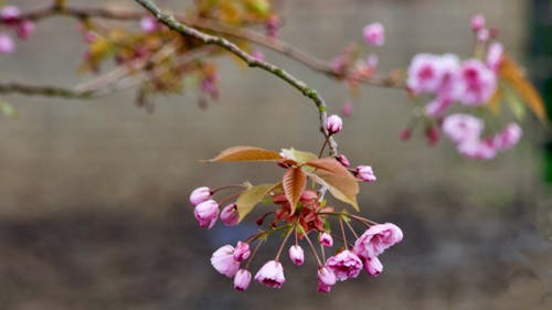 Foto profissional grátis de cor-de-rosa, flor, flores