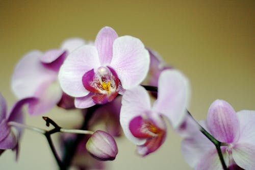 Základová fotografie zdarma na téma fialová, květiny, orchideje