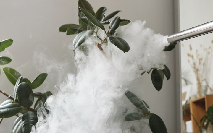A potted indoor plant enveloped in a cloud of white smoke, creating a mystical atmosphere.