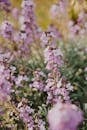 From above of purple blossoming common lavender with small tender petals on thin stems growing in garden in summer in daylight