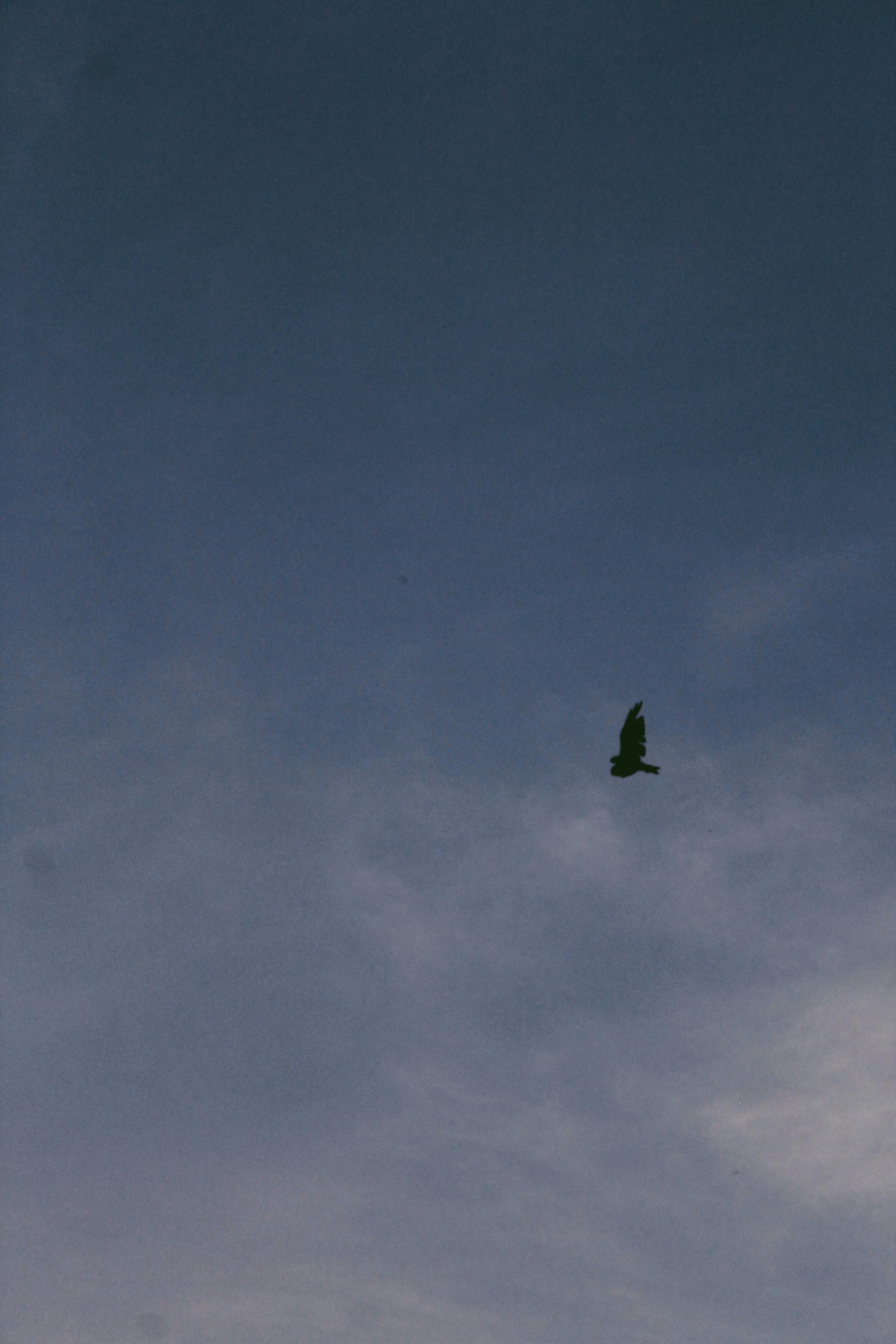 A bird silhouetted against a calming blue sky, flying peacefully through evening light.