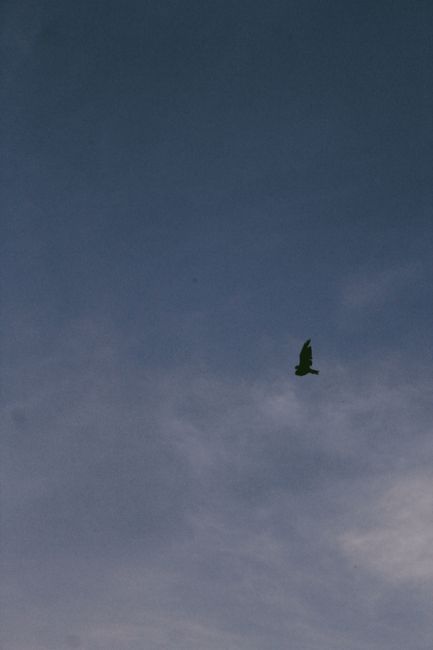 A bird silhouetted against a calming blue sky, flying peacefully through evening light.