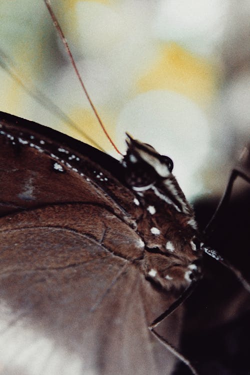 Brown and Black Butterfly in Close-up Photography